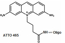 Bio-Synthesis Inc. Oligo Structure